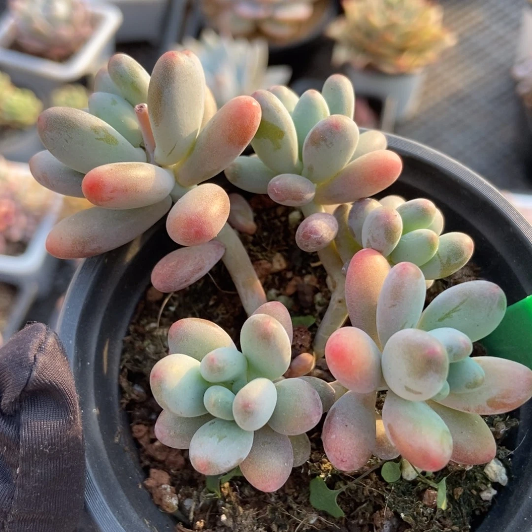 1040苹果奶多肉植物保护