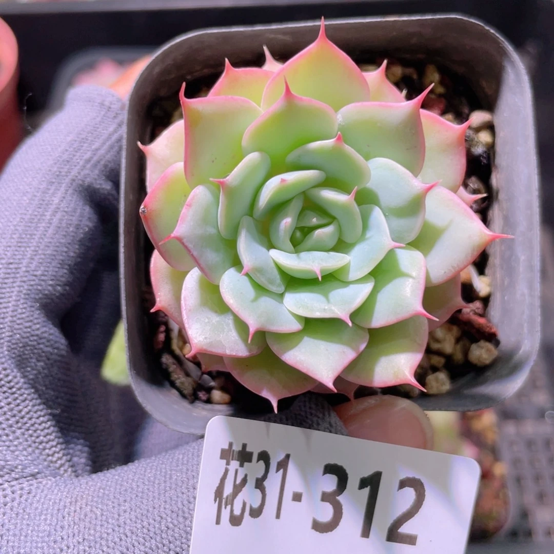 花利美31-312雪域