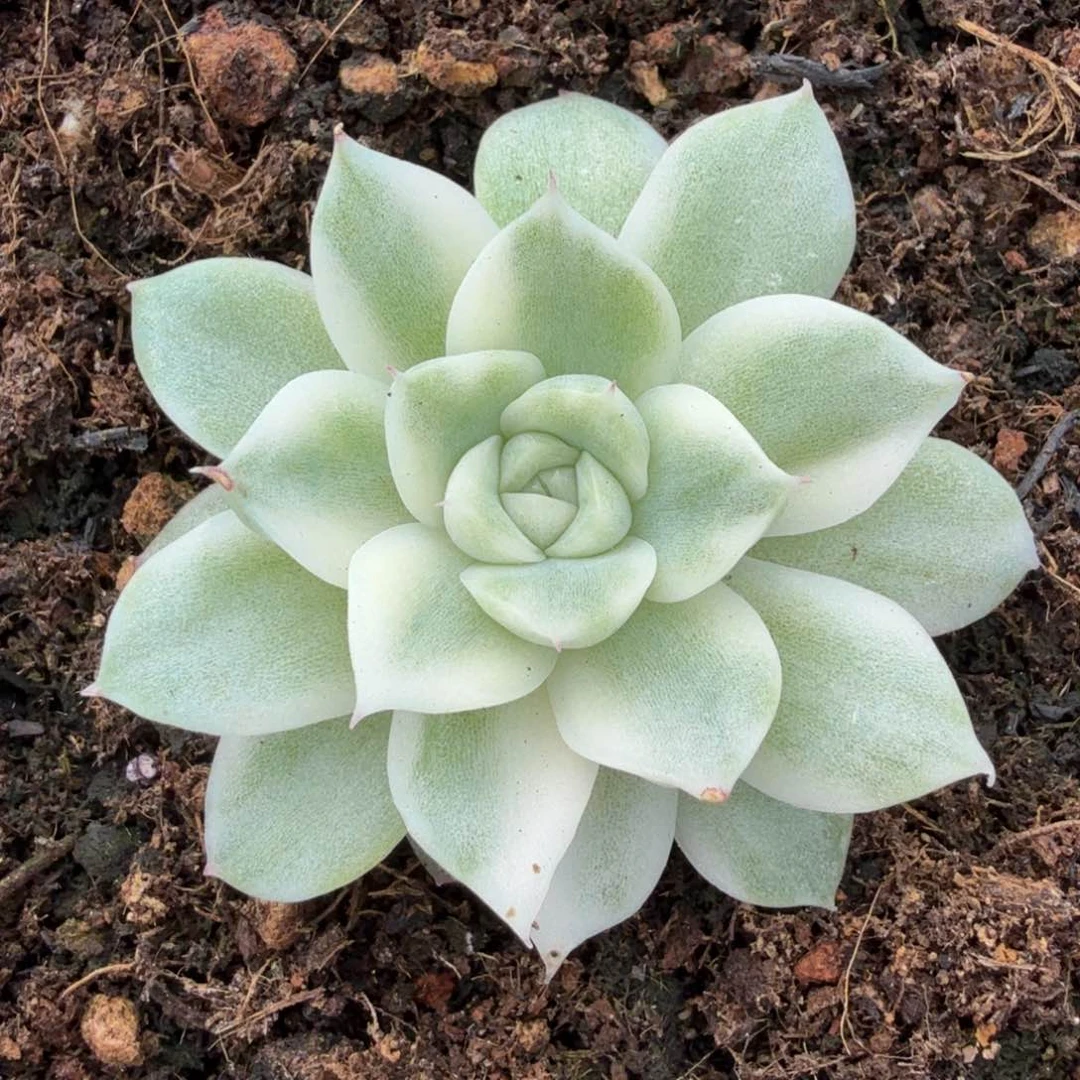 麦秆锦腹轮锦一刻的