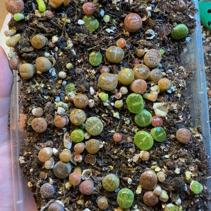 雨***云多肉葡萄的季节来M