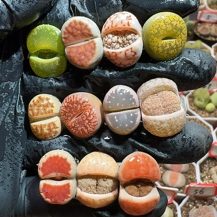 生石花111111。 179