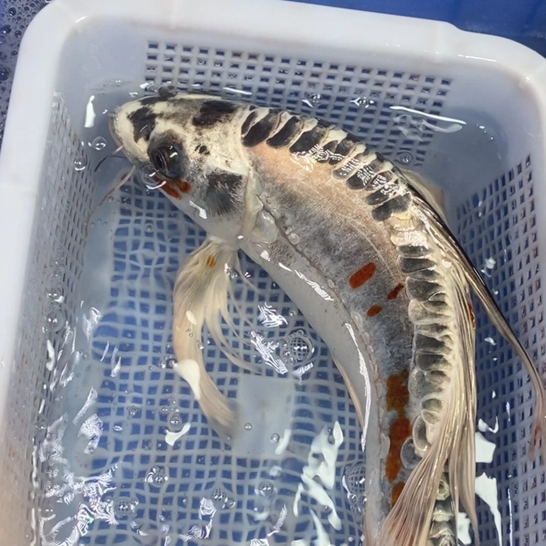 锦鲤冷水金龙包邮