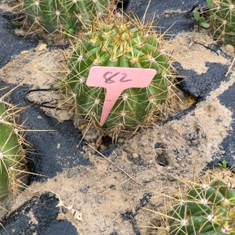 克斯丁随机毛花柱微瑕82