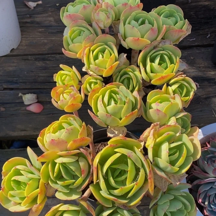 控养碧桃包子朵朵有砍群
