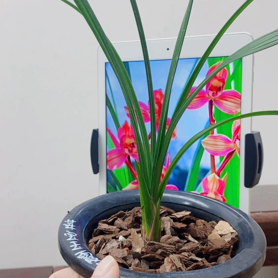 半***雨当前无花栽培后可以开花