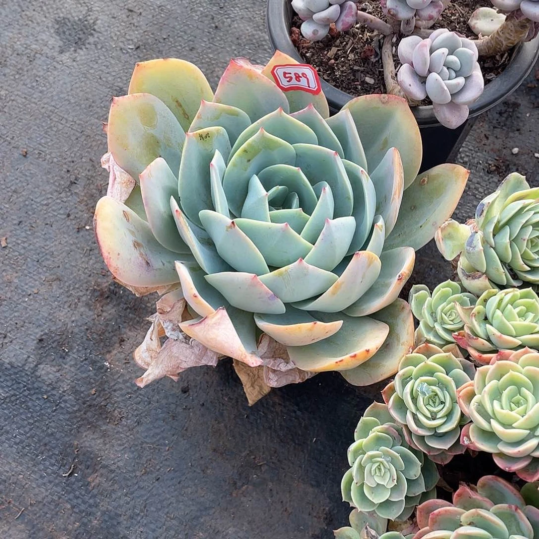 589白玉兰年尾清货一物一拍多肉