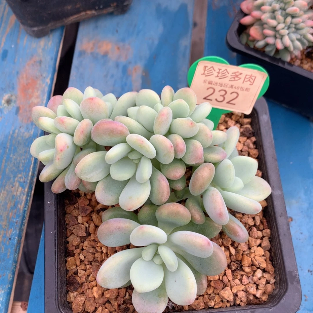 洛神朵朵树一物一拍232