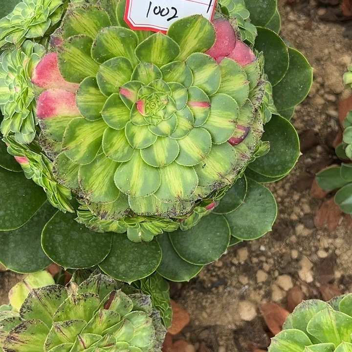 四***景精品多肉植物1002知否