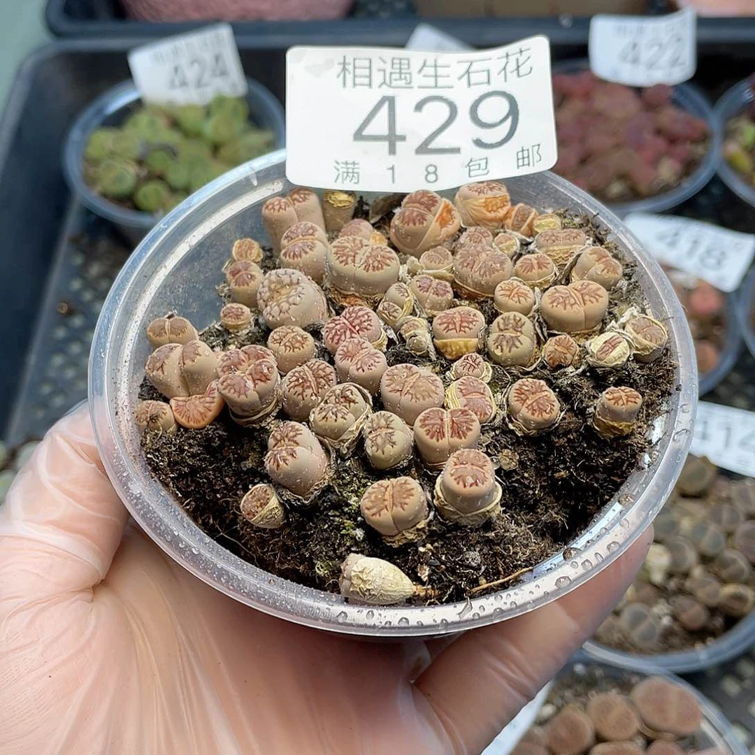 相遇菊化石 不大429