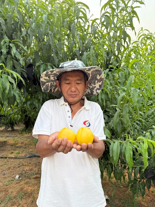 蒙阴黄油桃新鲜应季脆甜多汁整箱包邮的美味水果新鲜桃子油桃