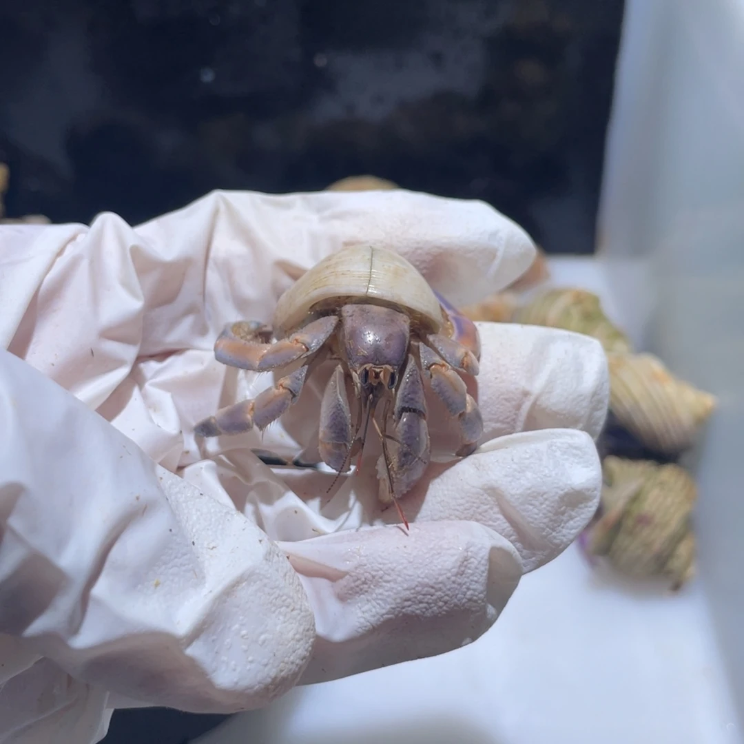 M16 紫陆球1.8口紫桔色