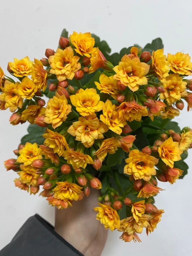 沐言 一代独杆 110原盆原土