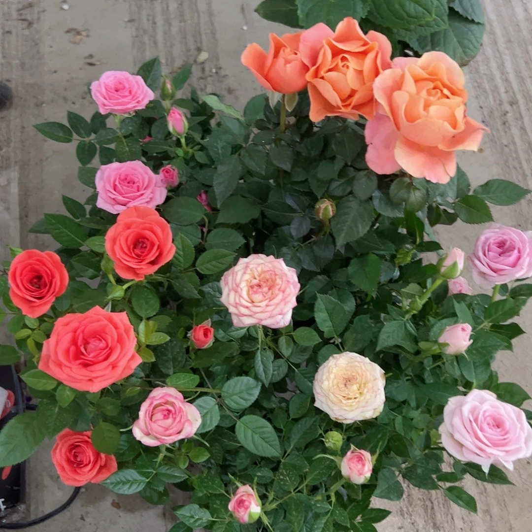 月季4盆，4个颜色随机，新疆发货