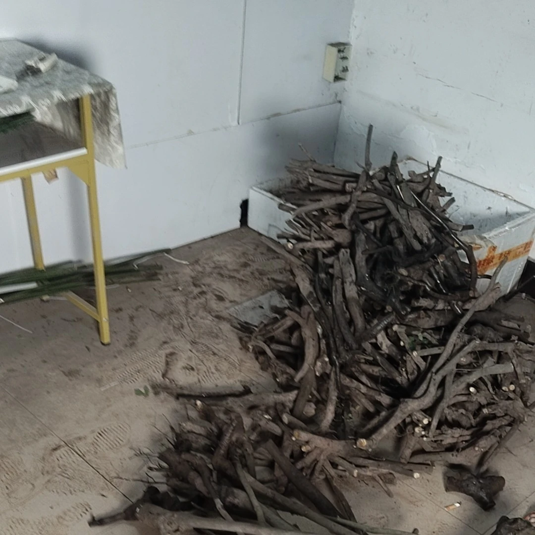 金弹子盆景自然造型艺术观赏植物