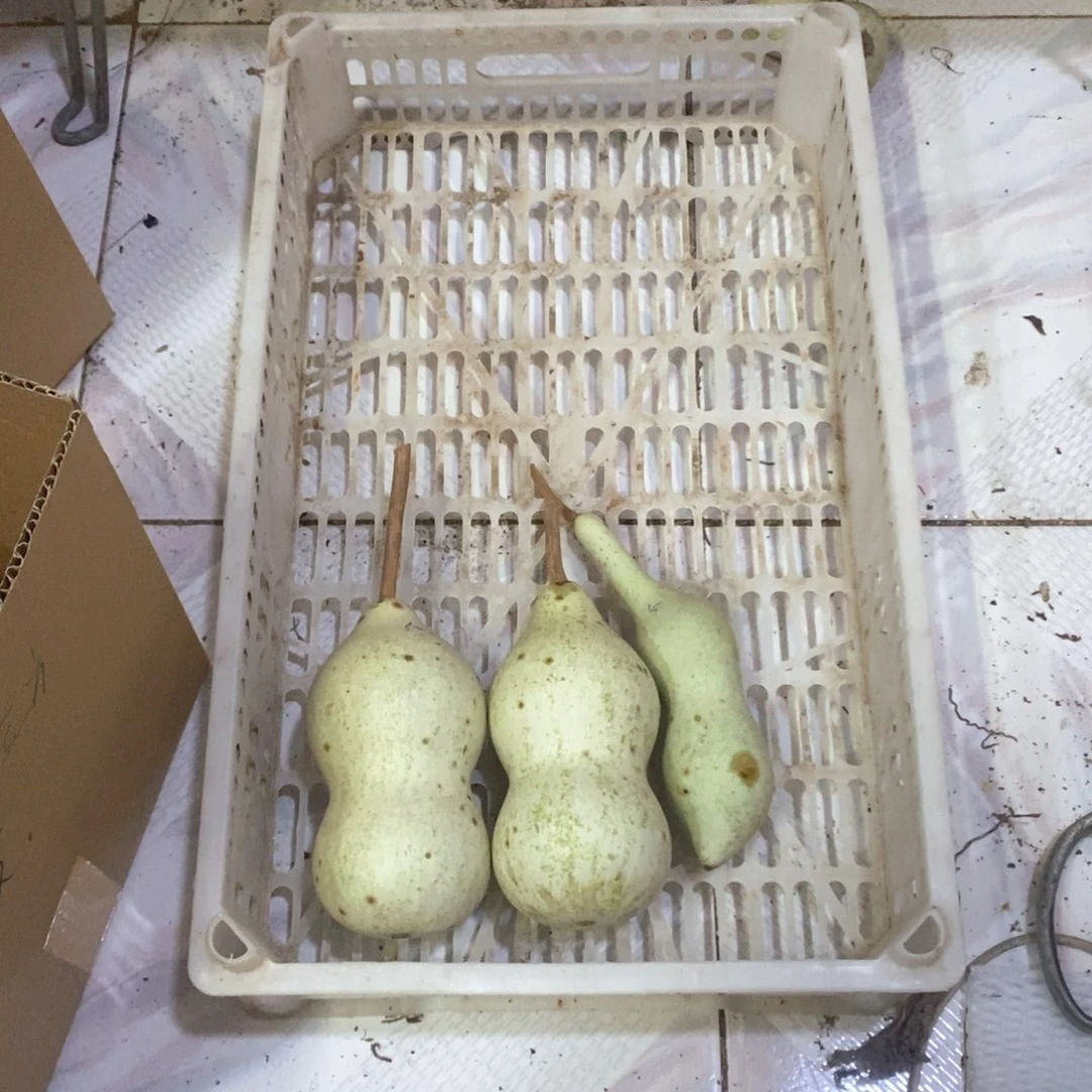 想***方文玩葫芦青皮葫芦