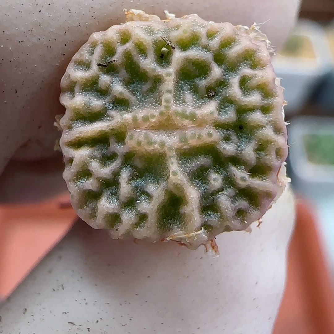 953超级烧麦优选