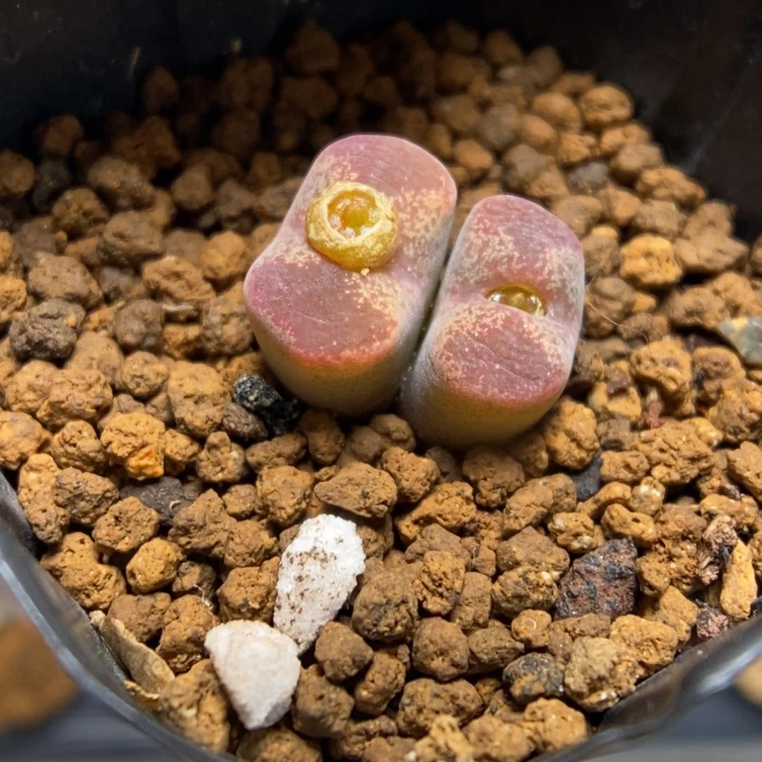 多肉植物肉锥杂交K-4905