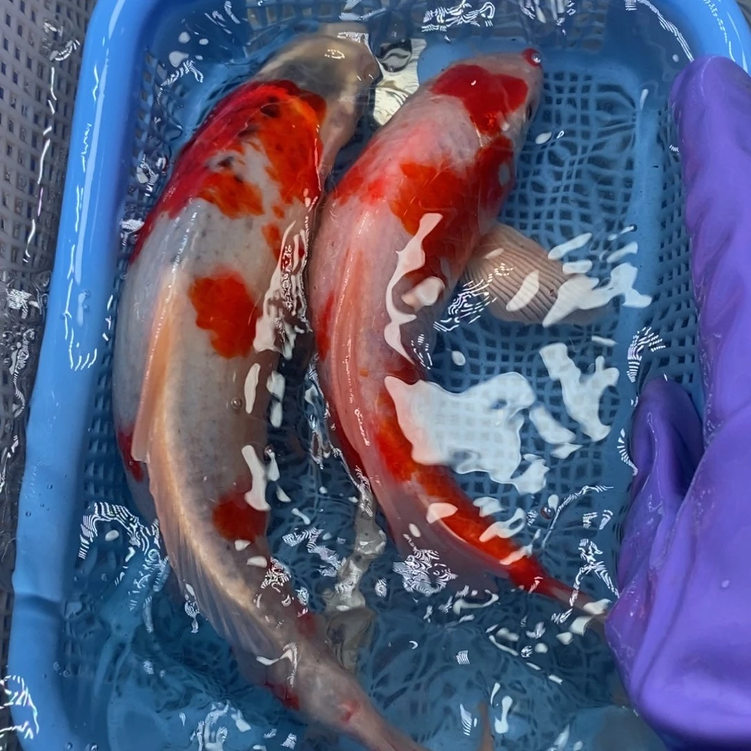 锦鲤冷水锦鲤包邮