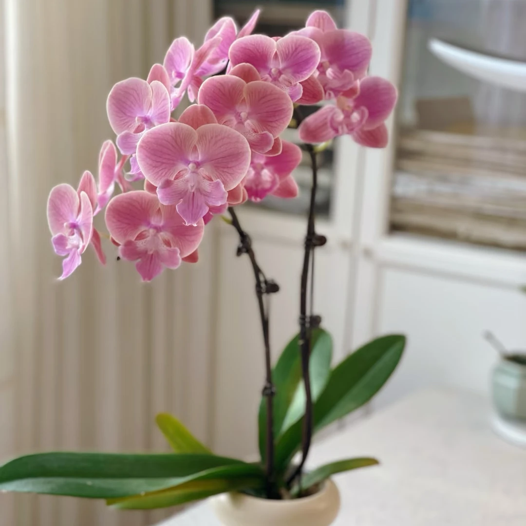 蝴蝶兰唯美室内盆栽