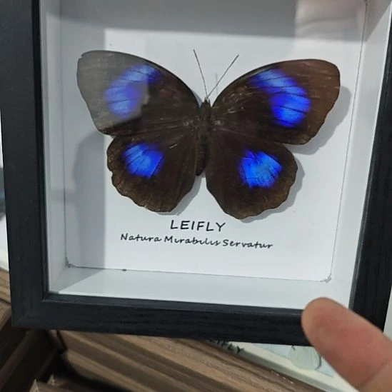 蝴蝶标本紫方环蝶