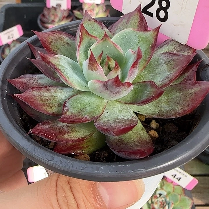 28 惊鸿仙子多肉植物