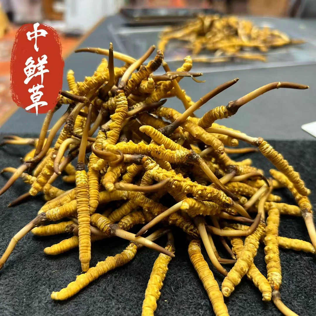 鲜草【冬虫夏草】 中草 滋补佳品 真空顺丰包邮
