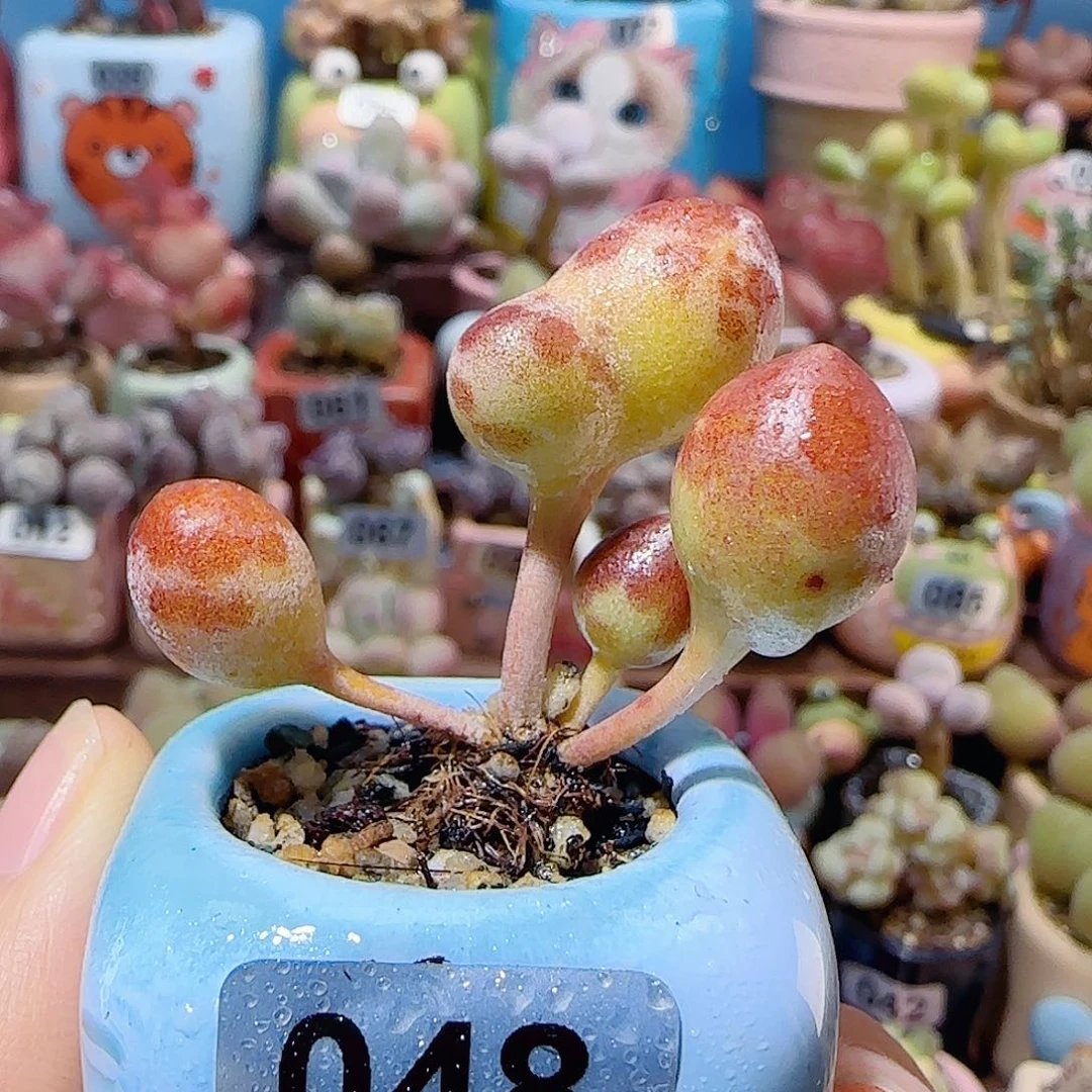 T变异鼓槌红泡泡盆口2.5cm