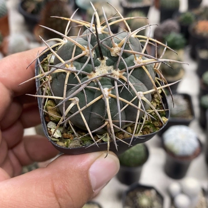 实生天平特价福利