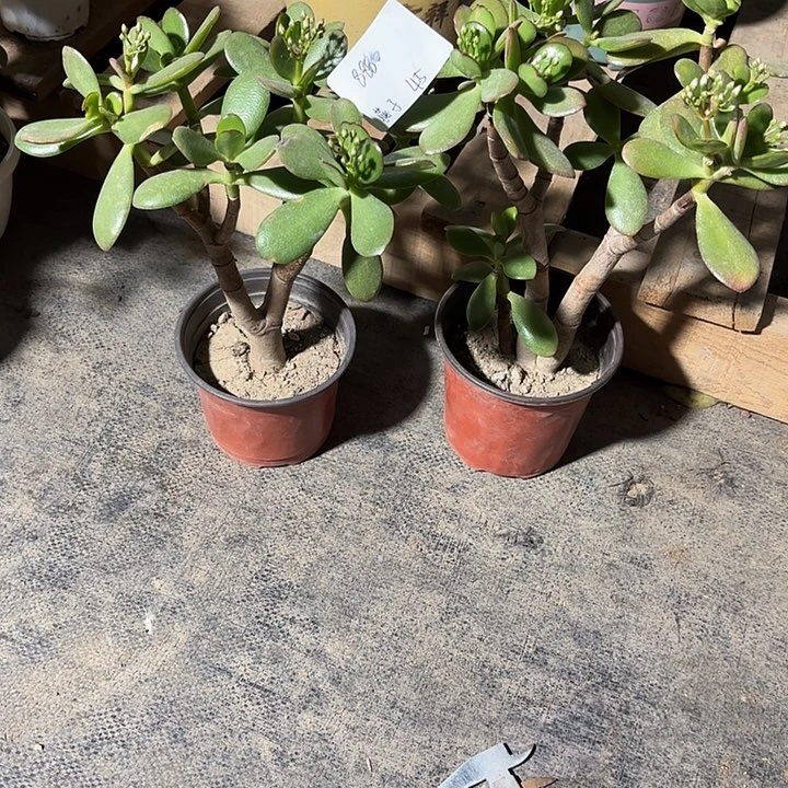 燕***子当前无花栽培后可以开花韩国紫叶45