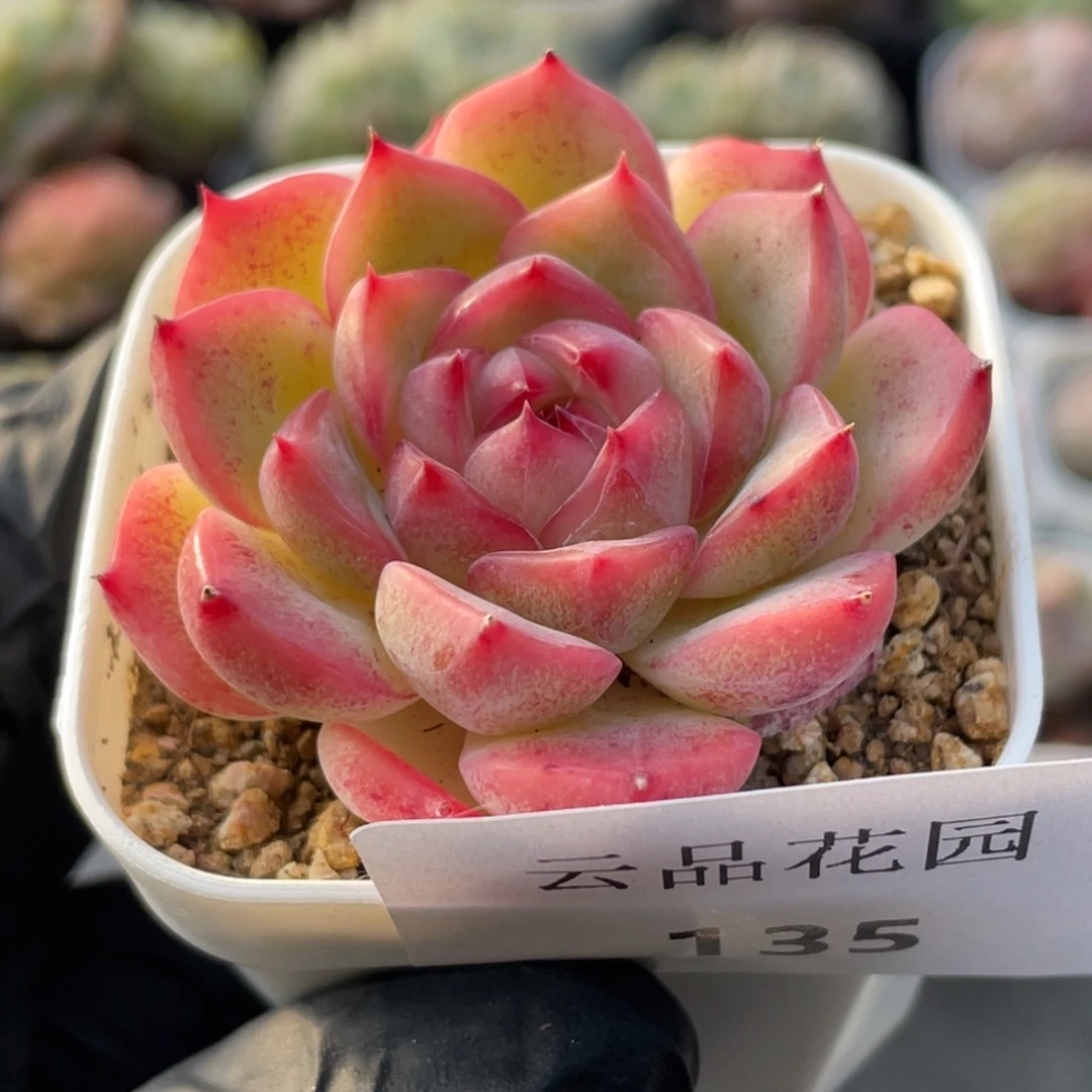 135号糖心冰心珍妮 玉笛