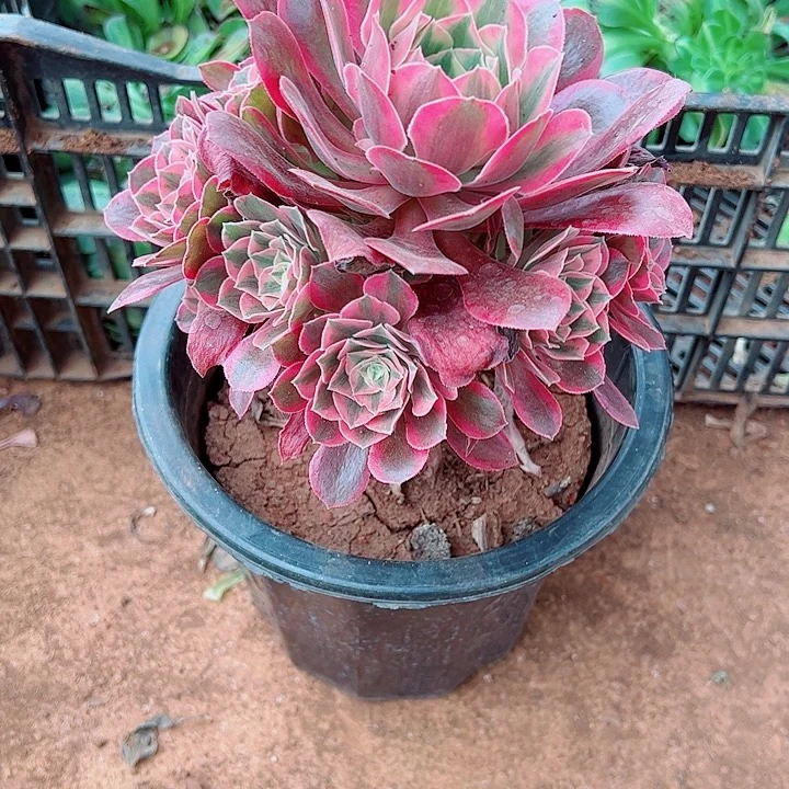 女妖多肉植物大战僵尸