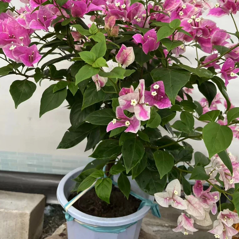 漳红樱三角梅带基地盆一物 一拍勤开花