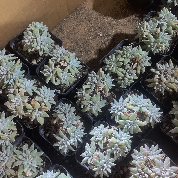 6.5方白菊群带盆土发