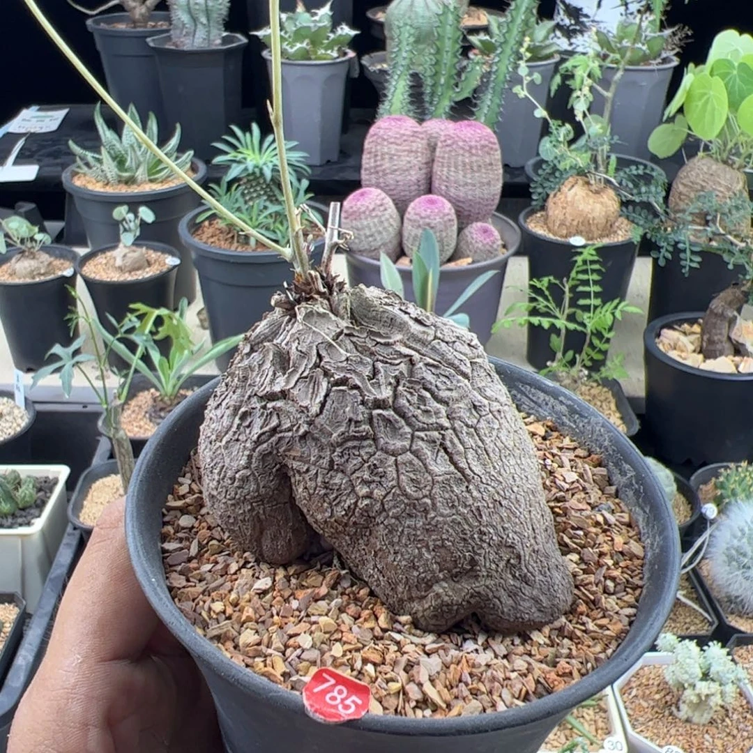 象足龟甲龙7.7一物一拍带盆发