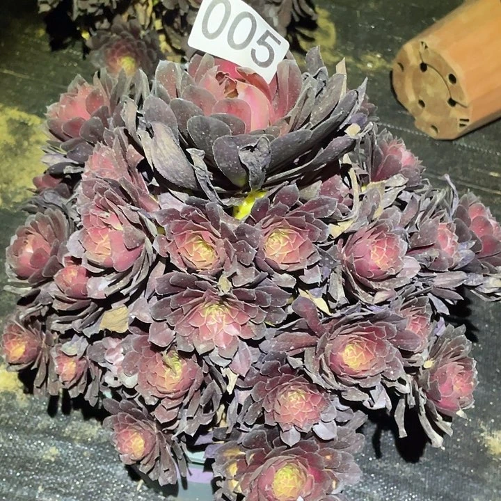 多肉植物法师5黑铜壶中班