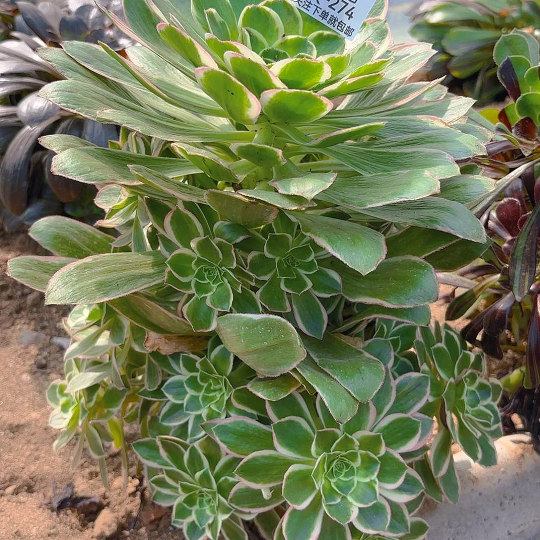 绿玫瑰锦多肉植物四号274