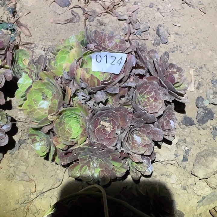 我****4多肉植物法师124花月夜