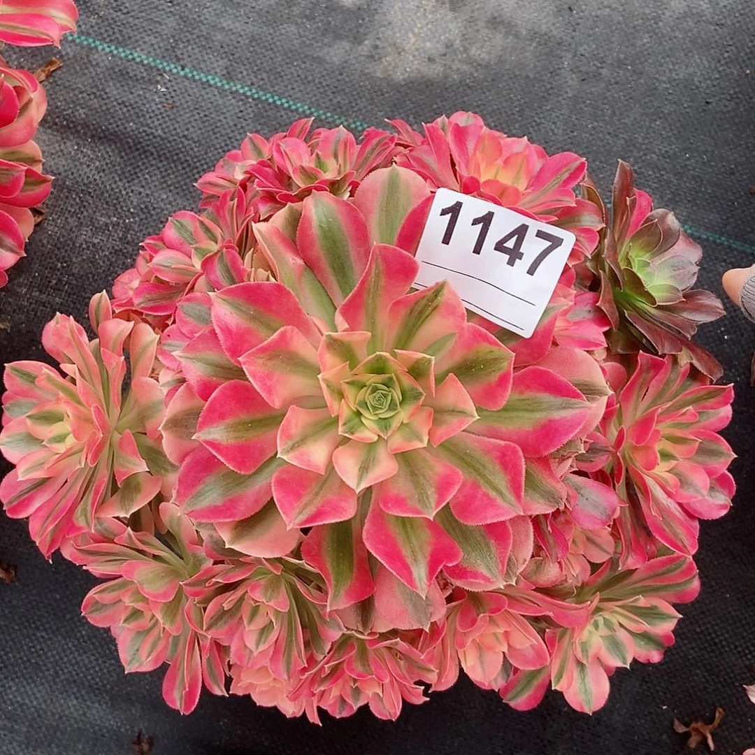 红陶1147女巫阴阳4多肉