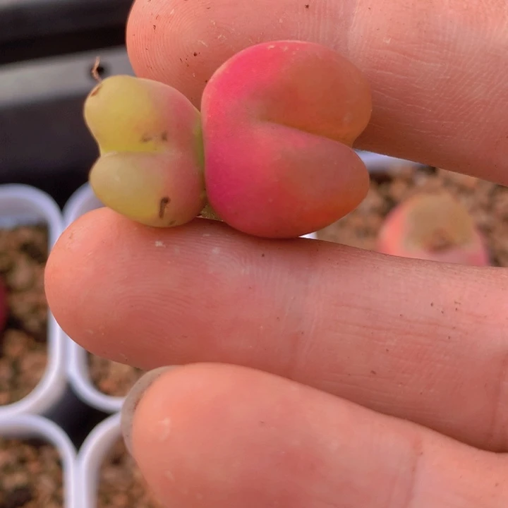 155558868988988688658698655