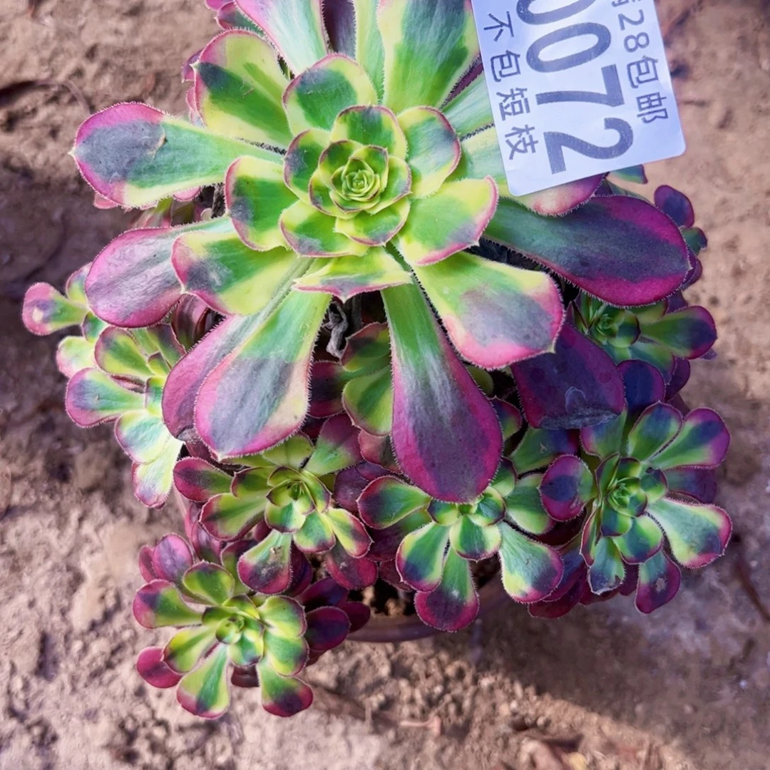 0072冰淇淋多肉植物法师