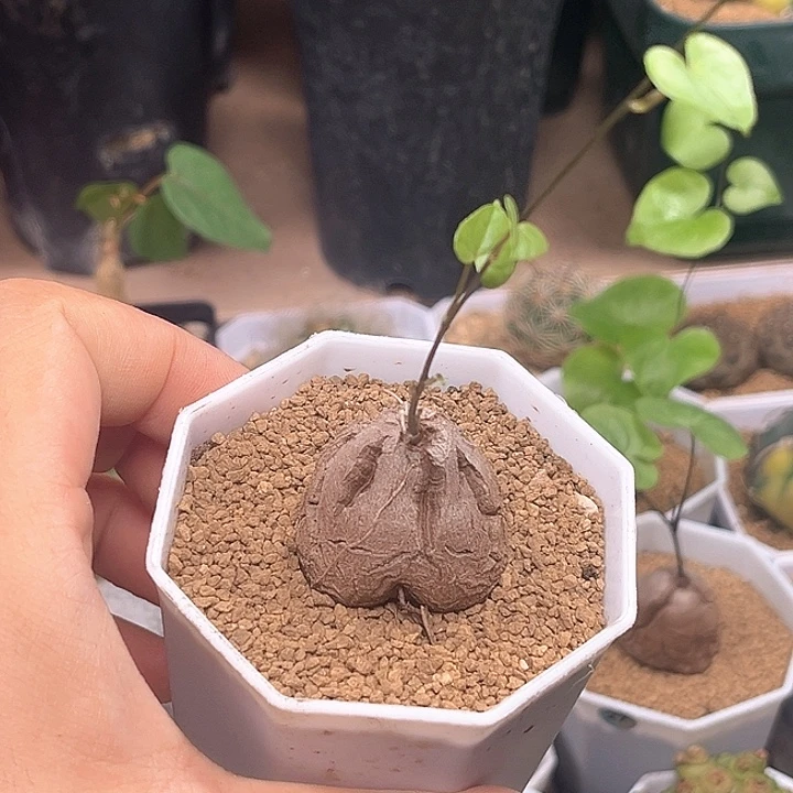 盆养龟3cm带盆发货