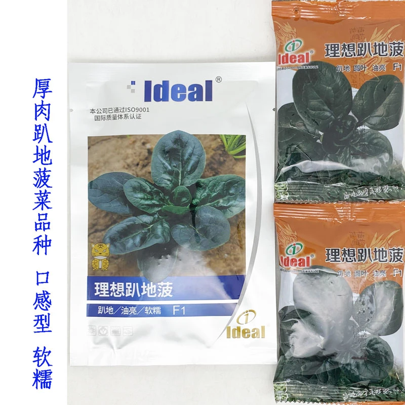 理想趴地菠菜种籽高产耐寒耐抽苔黑圆叶红根小颗型趴地菠菜籽
