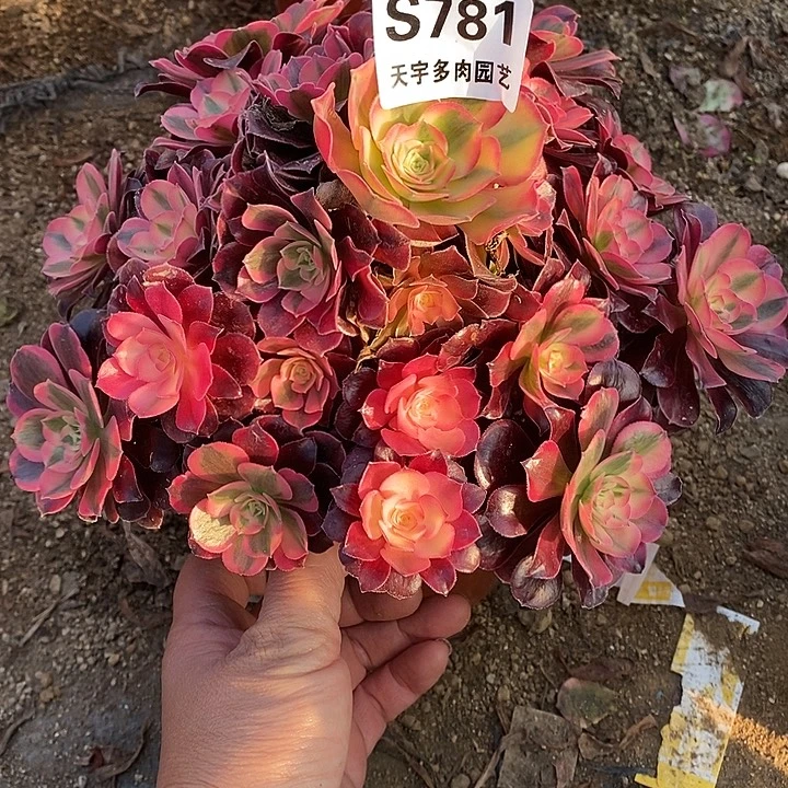 多肉植物美杜莎781多肉