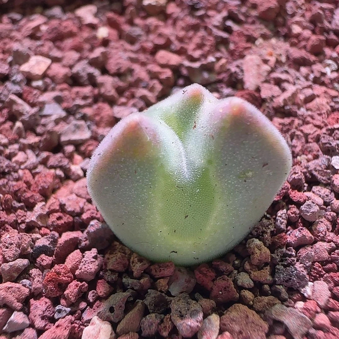 开播啦。            180