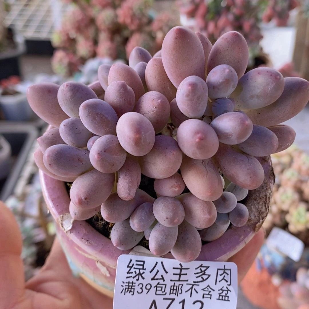 汤圆8cm712多肉植物