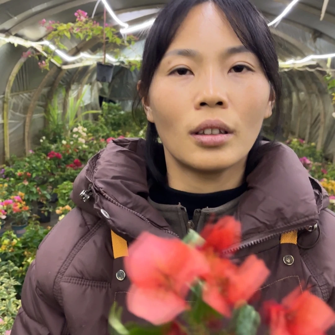 缘***心全部花苞（蒙公主）三角梅会落花落叶会光杆苗有大有小