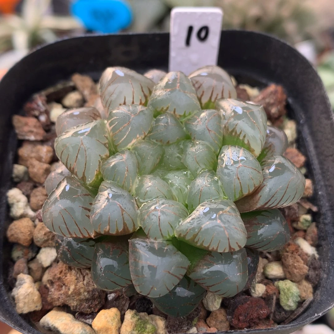 姬玉露，带盆土发货