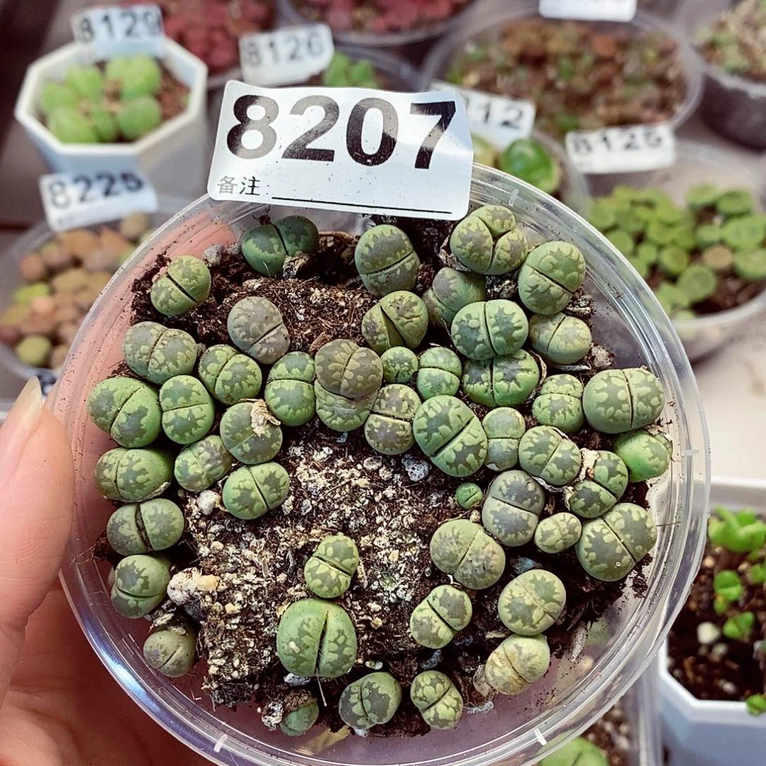 8207绿牙啊快快乐乐咯