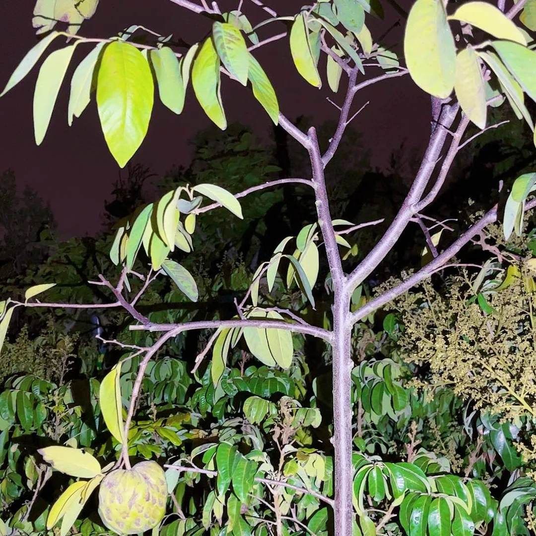 春*果苗。果苗。果苗6666