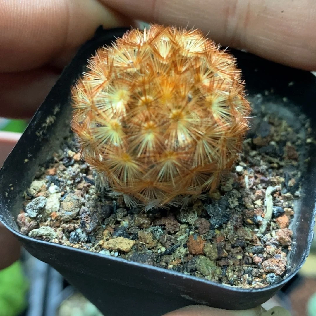 孤品实生佛头基因红刺嘉文丸3cm左右